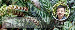 孔雀竹芋