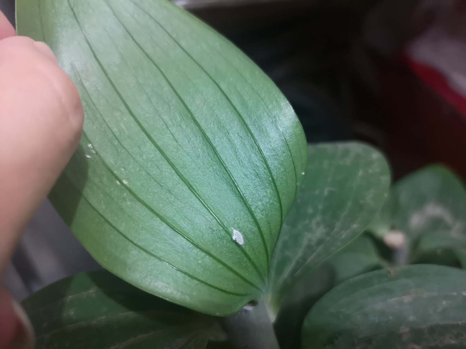 花叶上的小白虫怎么办