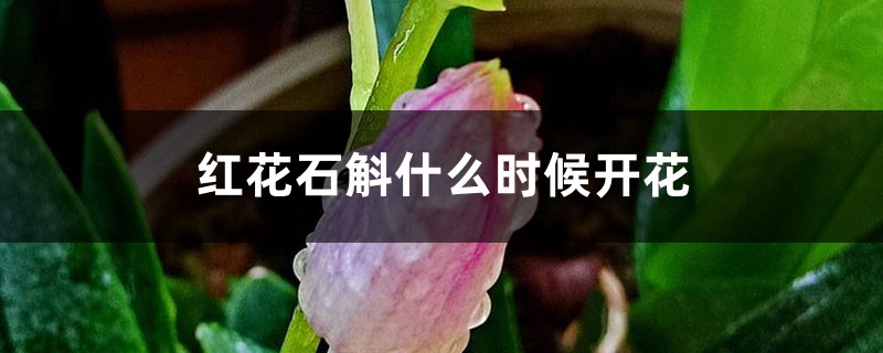 红花石斛