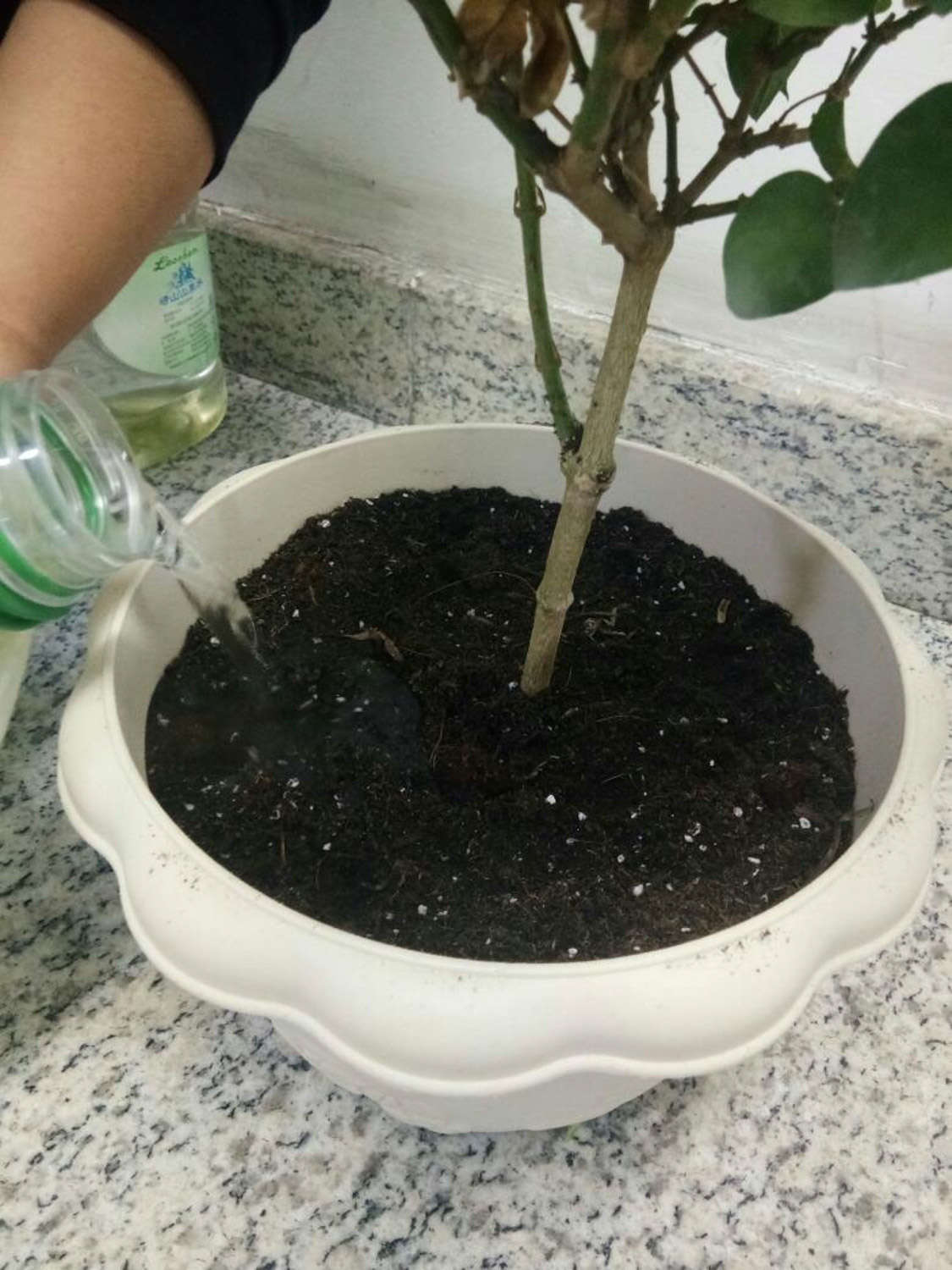 茉莉可以水培生根吗