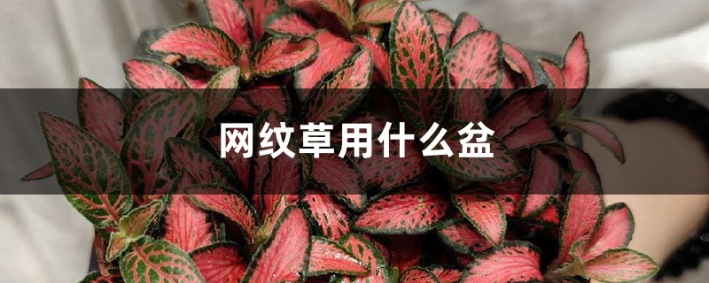 网纹草