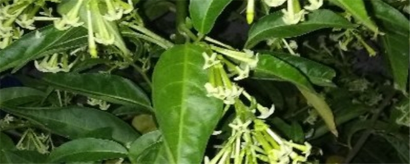 紫茉莉