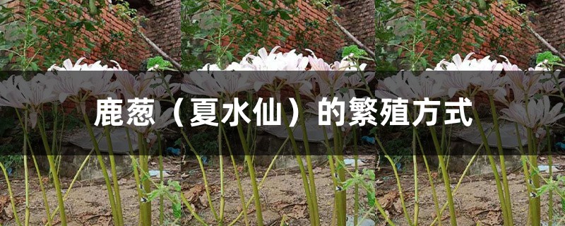 鹿葱