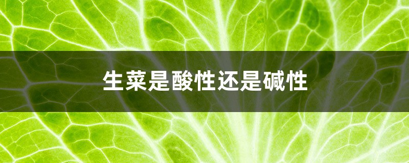 生菜