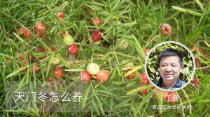 天门冬