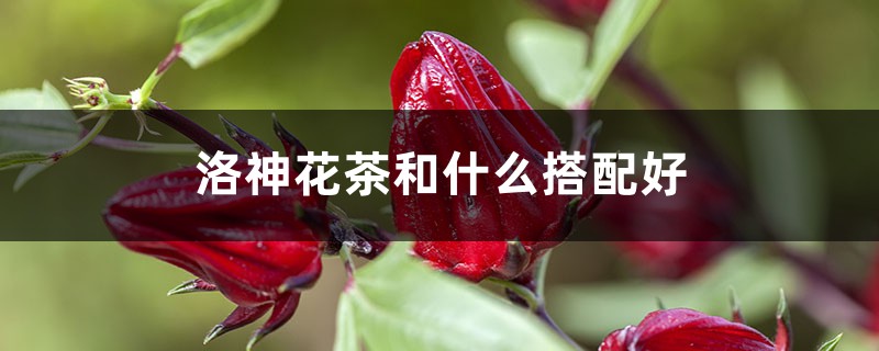 洛神花