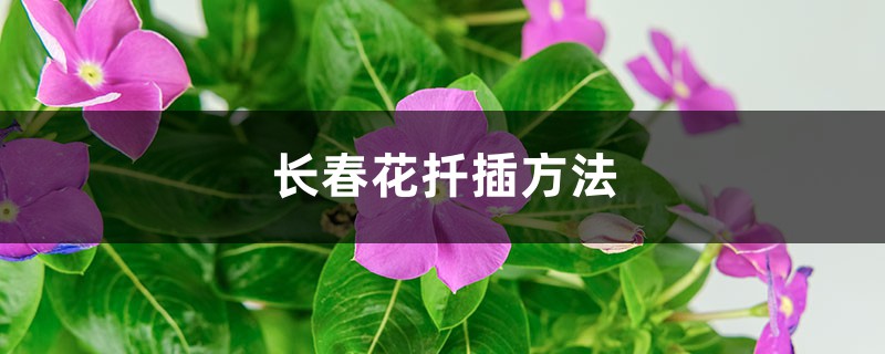 长春花