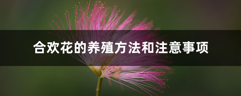 合欢花