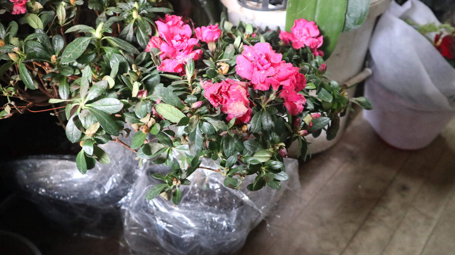 怎样制作出漂亮的杜鹃花盆景