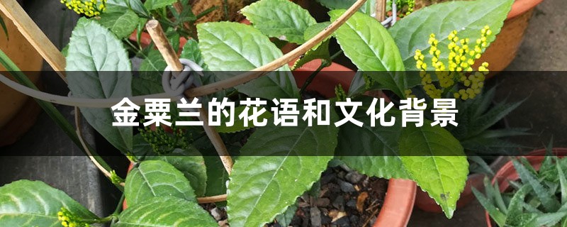 金粟兰