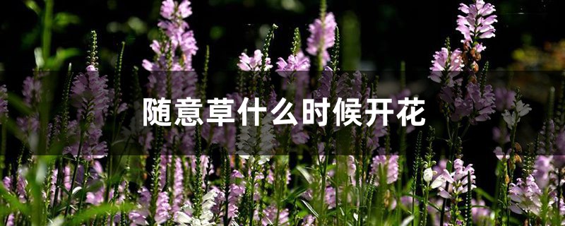 随意草