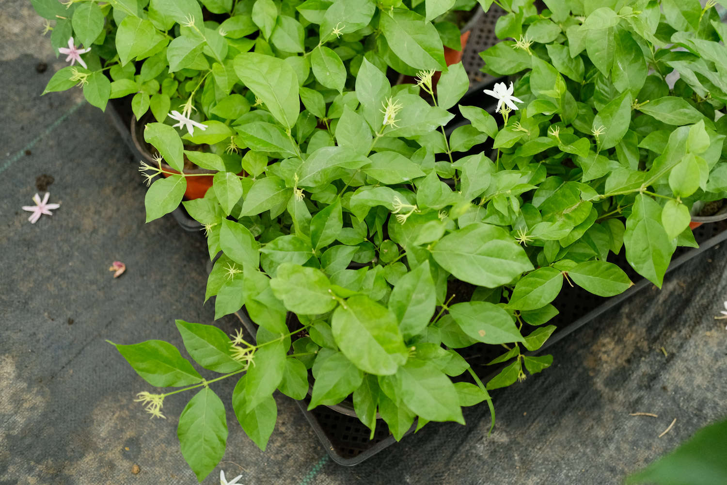 茉莉花的颜色