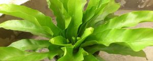 鸟巢蕨