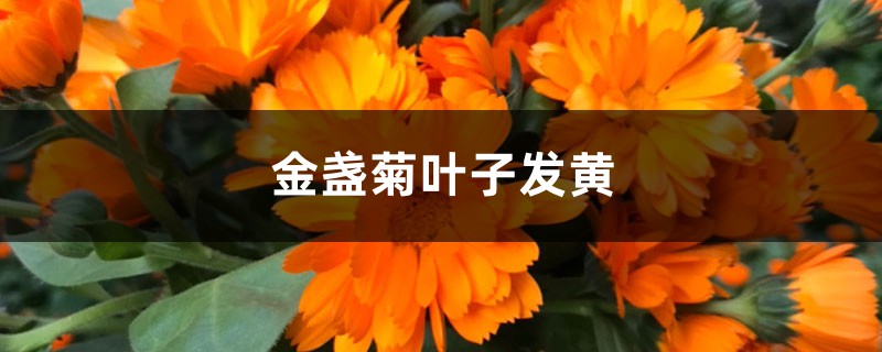 金盏菊