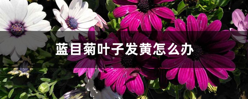 蓝目菊