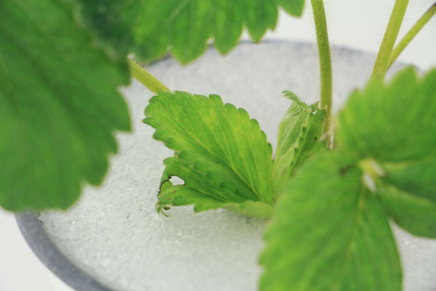 四季草莓的种植方法和技术