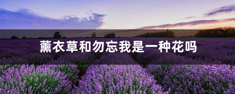 薰衣草