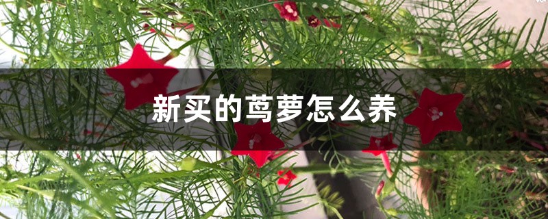 茑萝