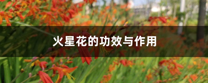 火星花
