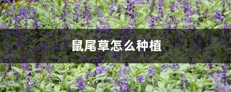 鼠尾草