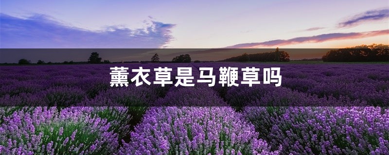 马鞭草