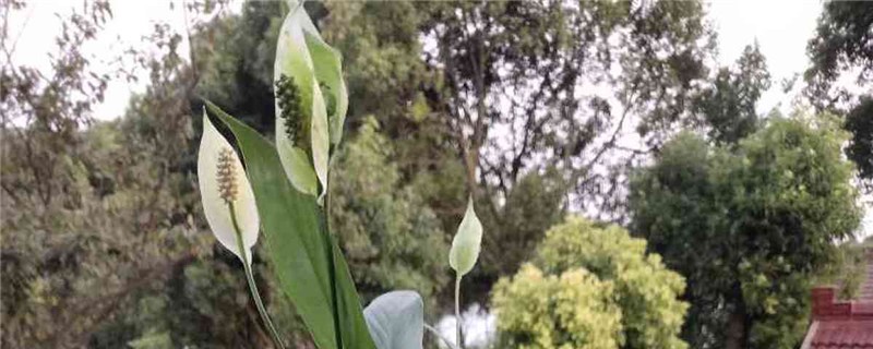 白掌