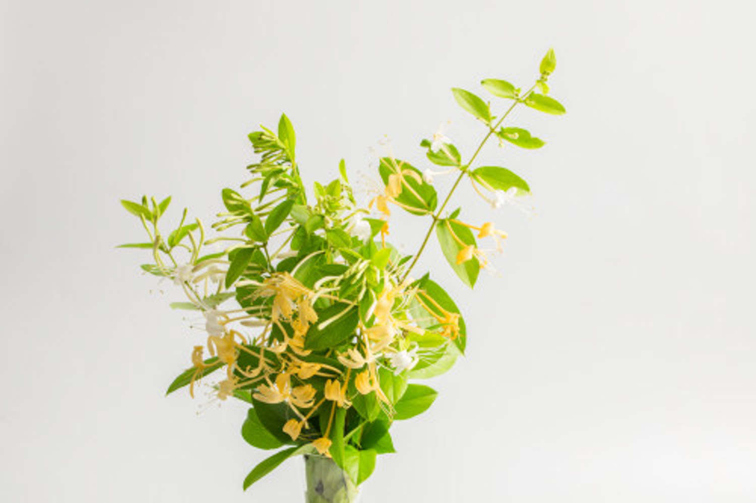 金银花黄叶的原因和处理办法