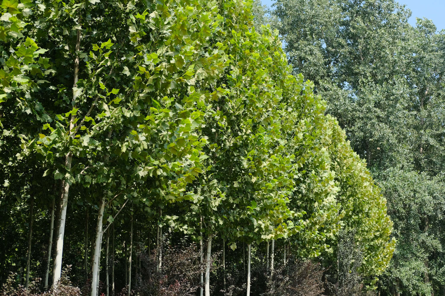 淮南适合养什么花，市花和市树是什么