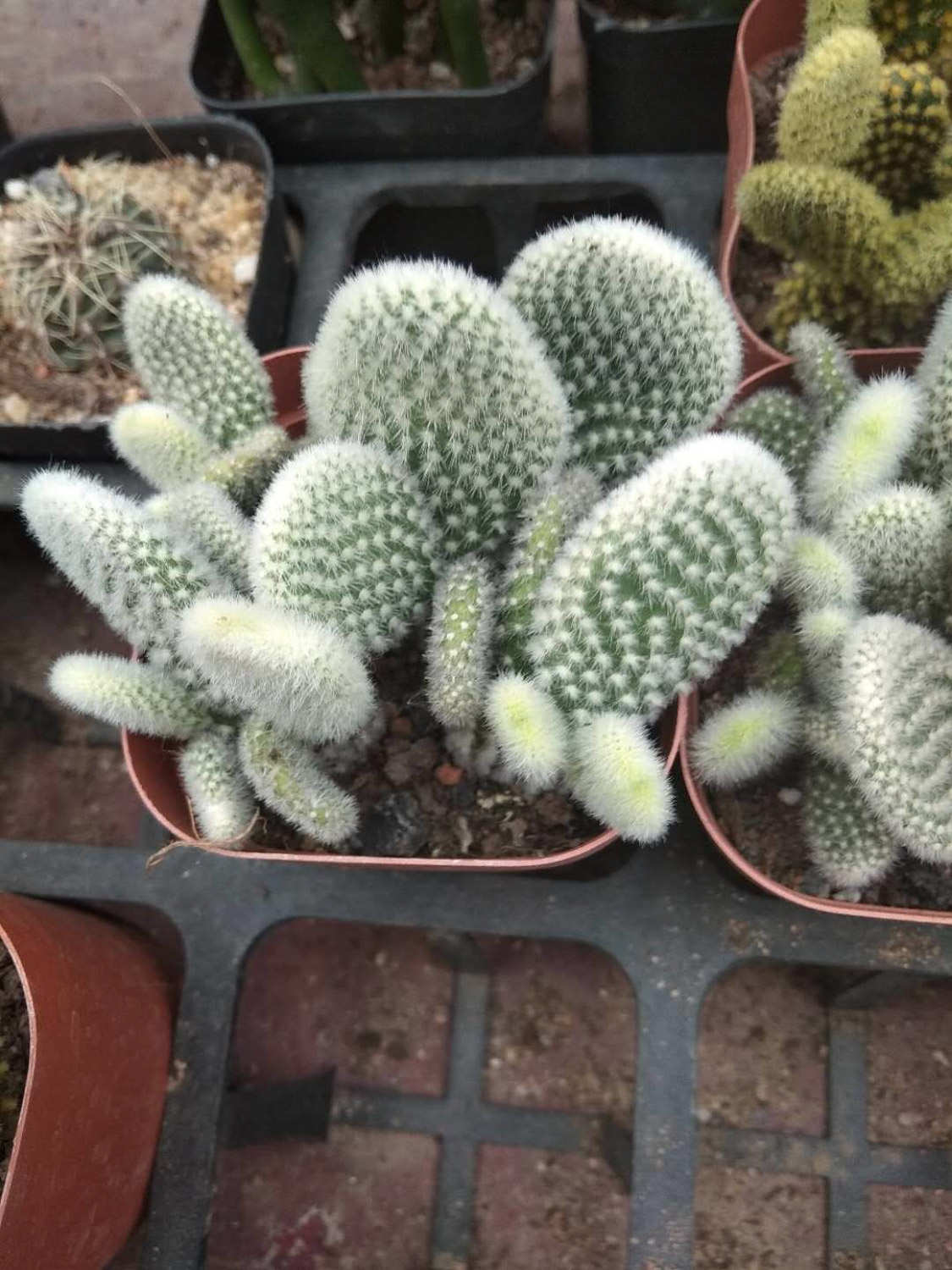 仙人掌黄叶的原因及处理办法