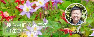 耧斗菜