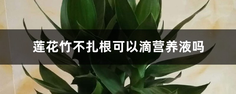 莲花竹