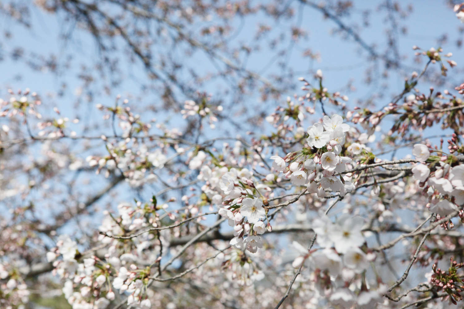 广安适合养什么花，市花和市树是什么