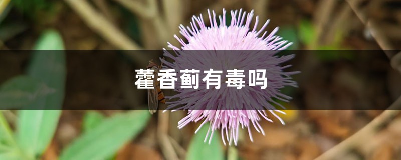 藿香蓟