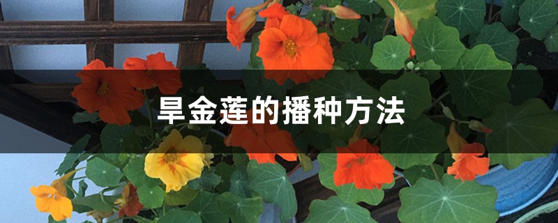 旱金莲