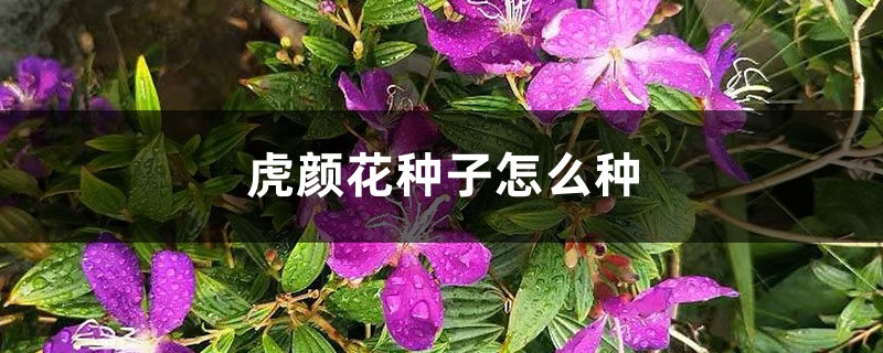 虎颜花
