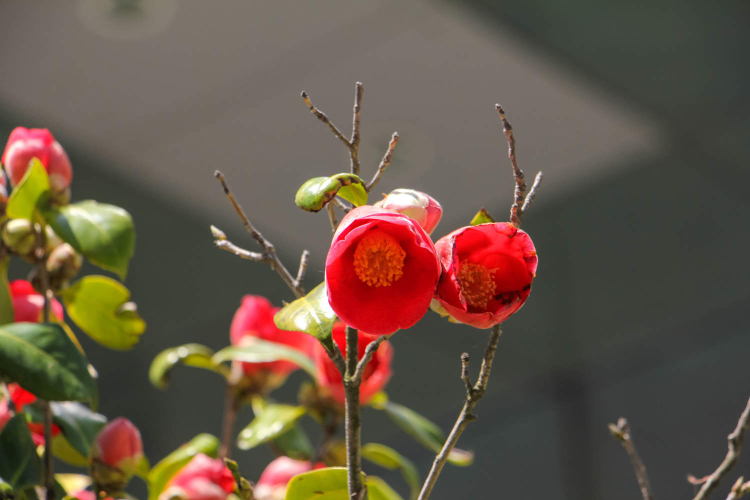 茶花树叶子都蔫了咋办