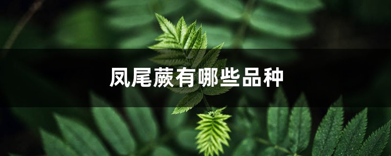 凤尾蕨
