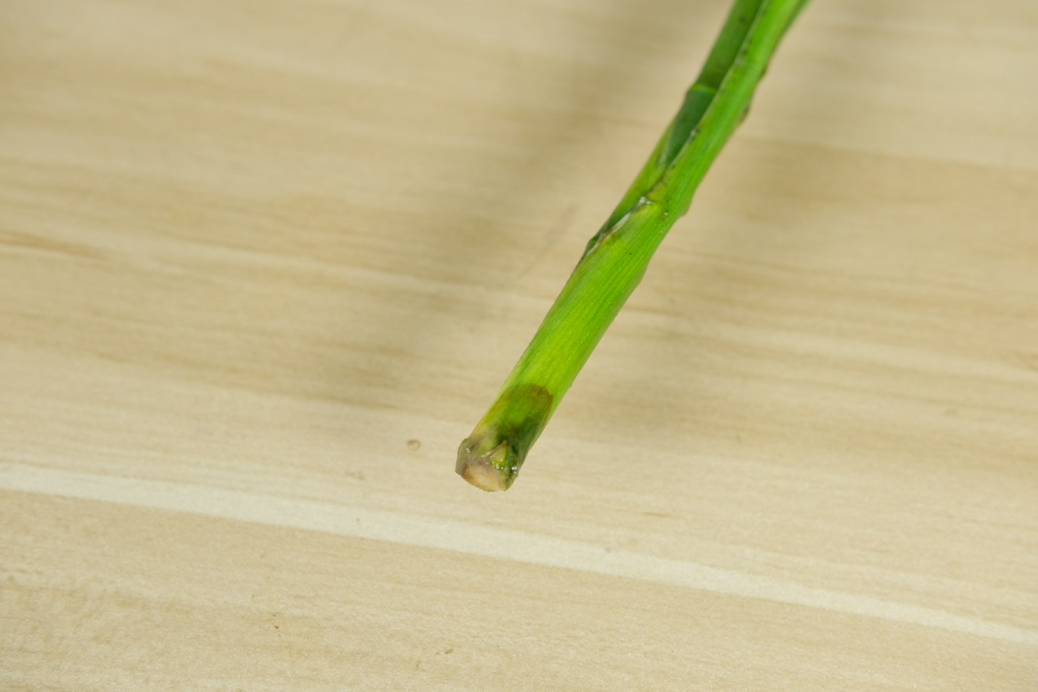 富贵竹有虫子了怎么办，生虫可以用多菌灵吗