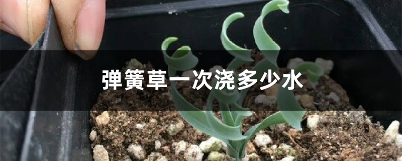 弹簧草
