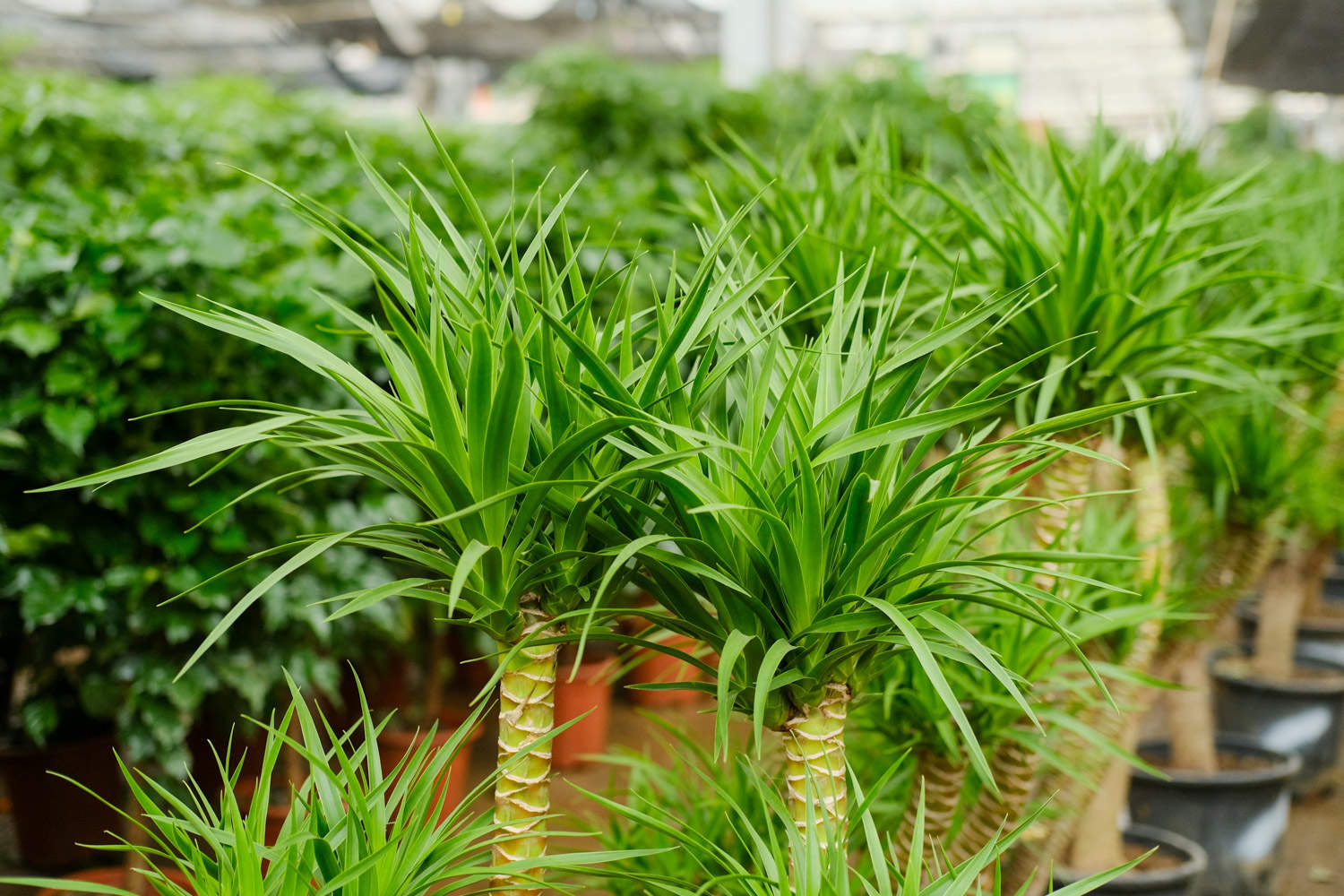 镇宅的花卉绿植有哪些