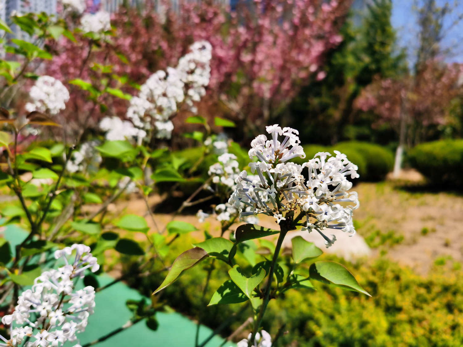 西宁适合养什么花，市花和市树是什么