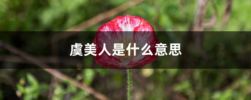 虞美人