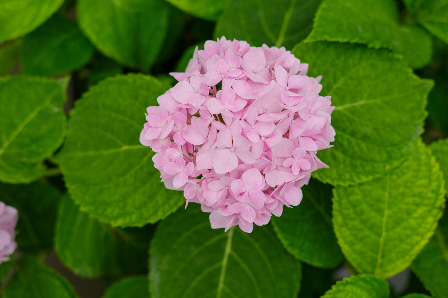 绣球花烂根怎么办
