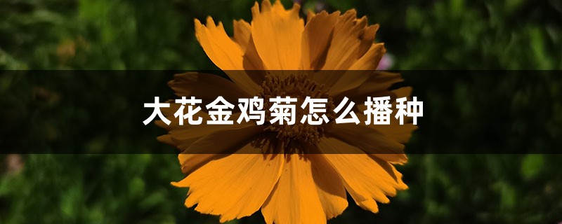 大花金鸡菊