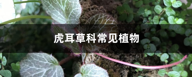 虎耳草