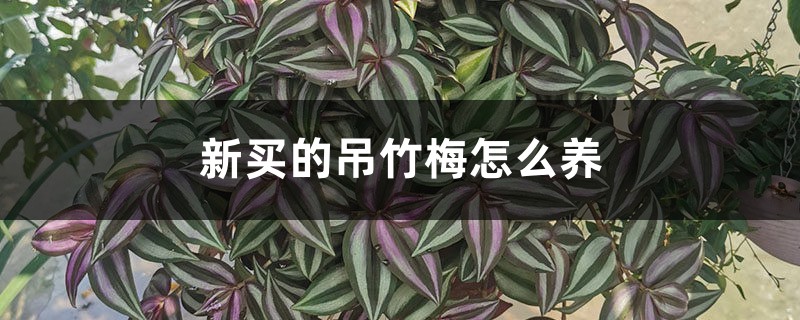 吊竹梅