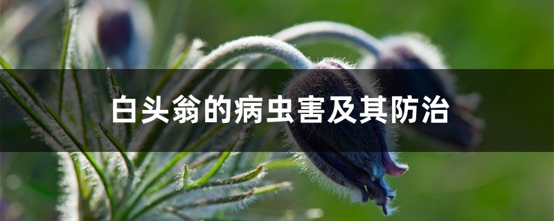 白头翁