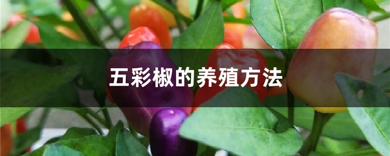 五彩椒