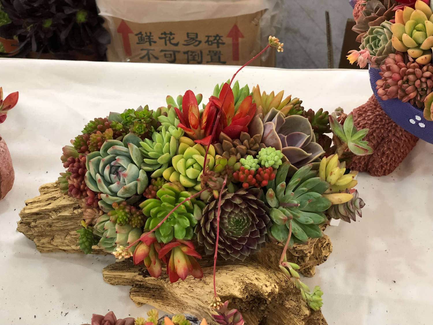 夏季多肉植物高发病虫害防治方法