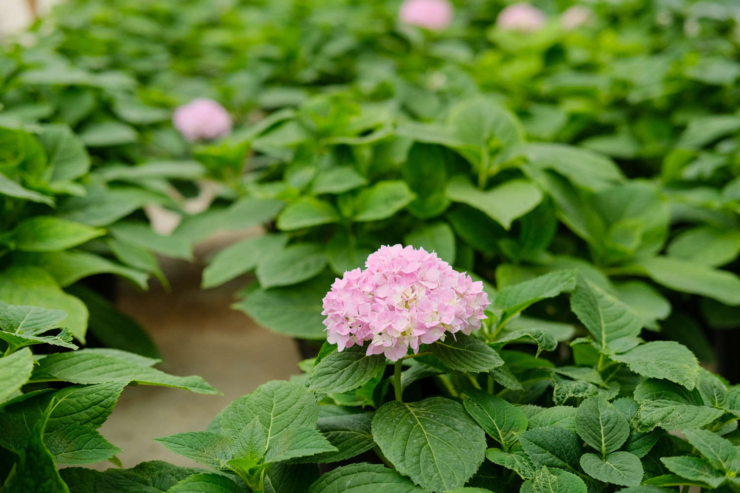 适合露天四季盆栽植物
